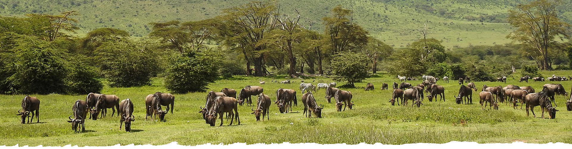 Explore-Tanzania-Private-Guided-Safari-About-Us-header