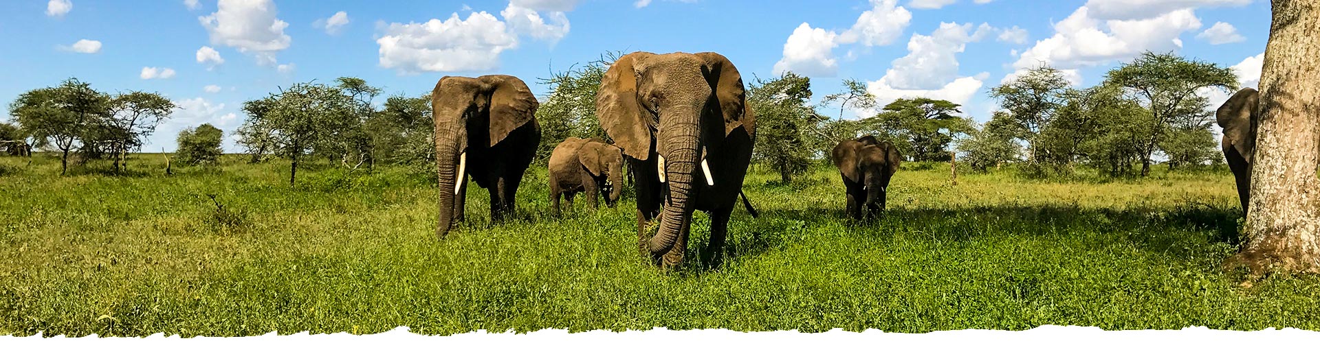How much does a Safari trip to Tanzania cost? Rates Tanzania itineraries
