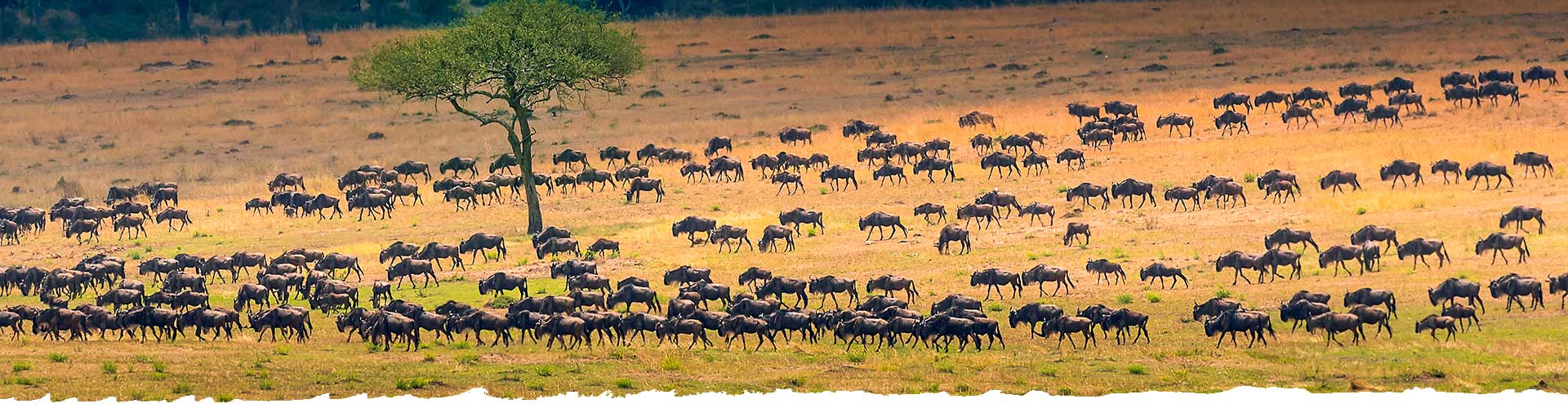 Tanzania-Private-Safari-Itinerary-Natural-Spectacles
