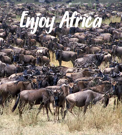 Private-Guided-Safaris-Tanzania-Client-Feedback-Reviews