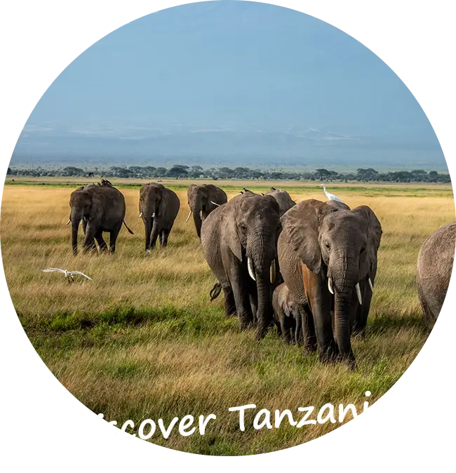 Private-Guided-Safaris-Tanzania-Quotations