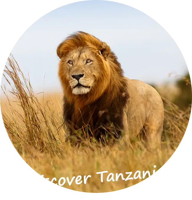 Private-Guided-Safaris-Tanzania-What-We-Offer